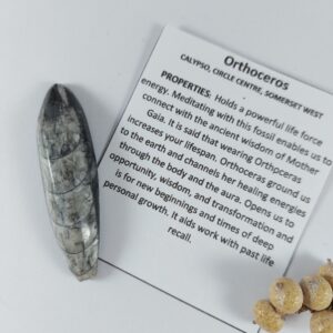 Orthoceros fossil