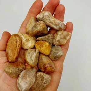 Petoskey fossilised coral tumblestones