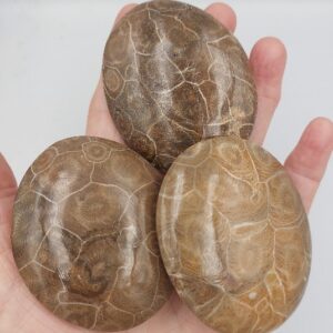 Petosky Fossilised Coral Palmstone