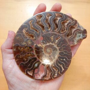 Ammonite half 11.5cm2