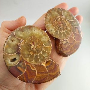 Ammonite pair, each half 8cm across