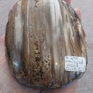 Polished Petrified wood specimen 543g