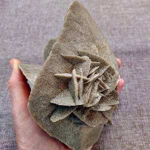 Desert Rose specimen 15cm